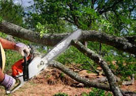 Best Tree Removal Services  in Elkhart, IN